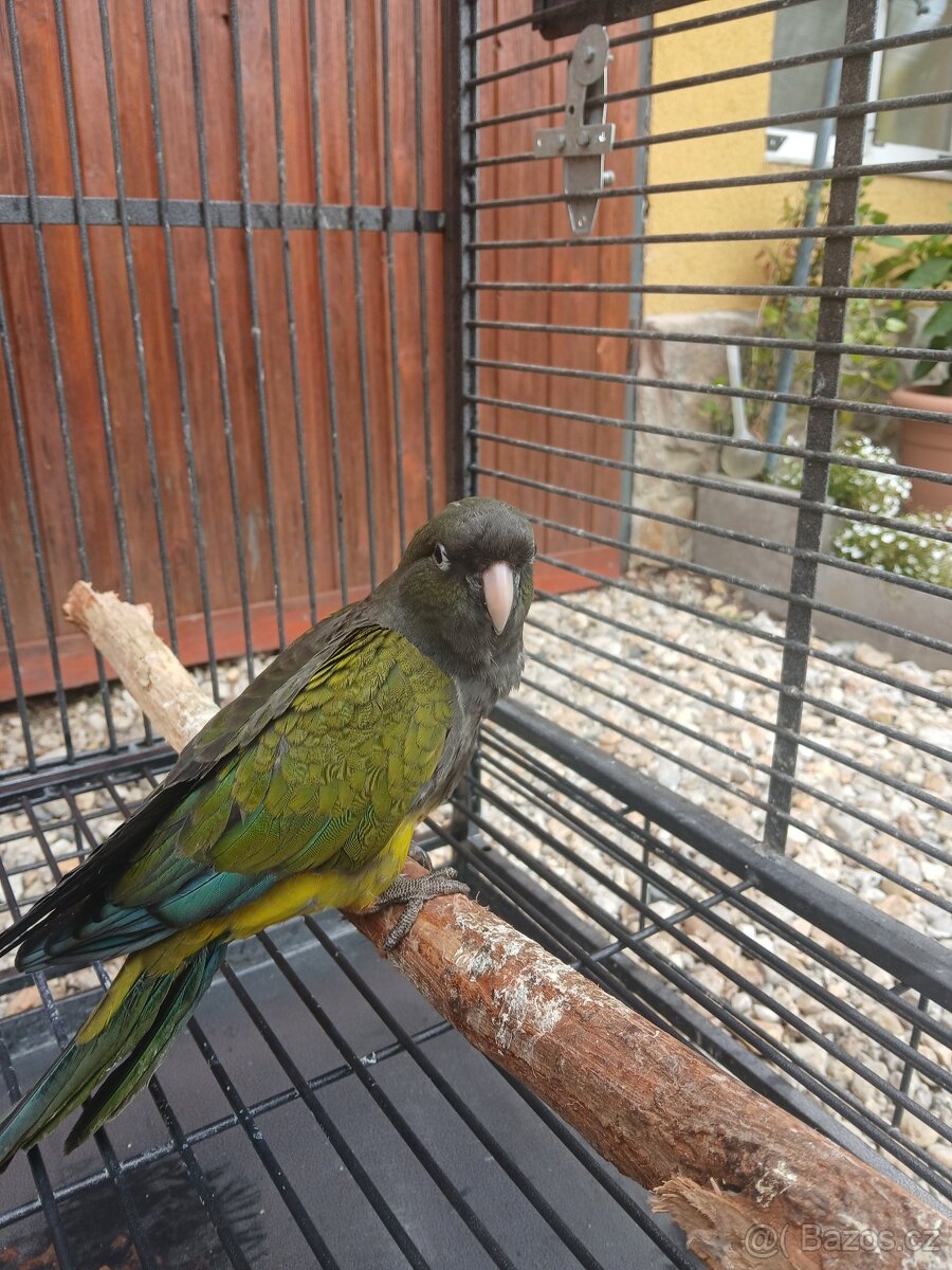 papoušek Patagonský - 4