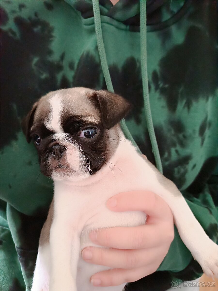 Prodám Mopsiky - 4
