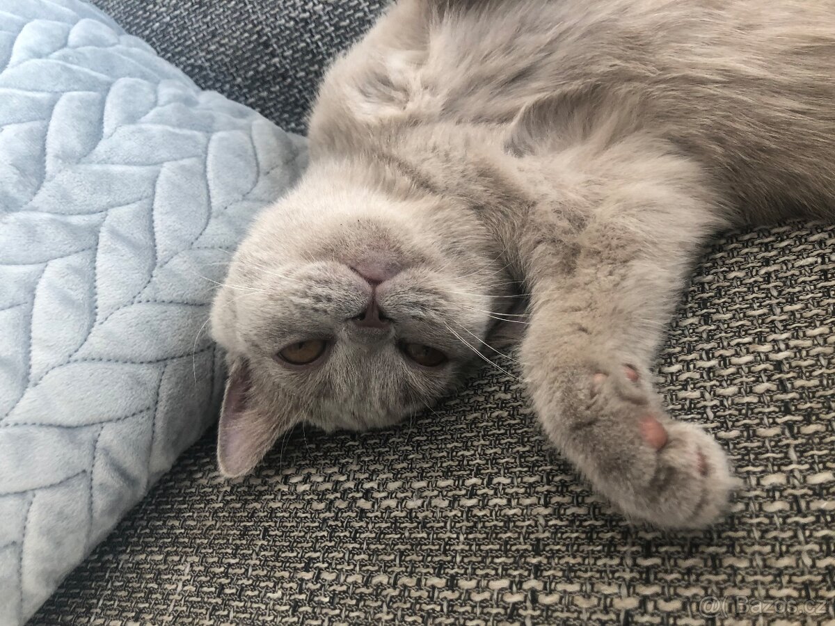 Britská kočička - 4