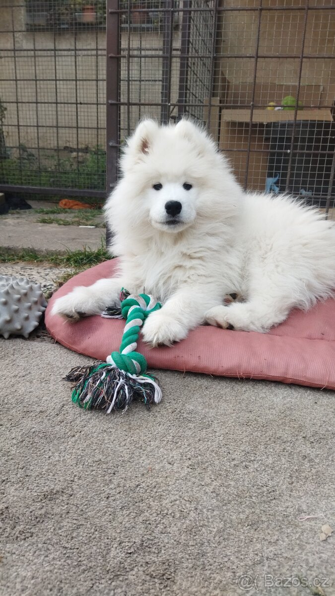 Samojed - štěně s PP - 4