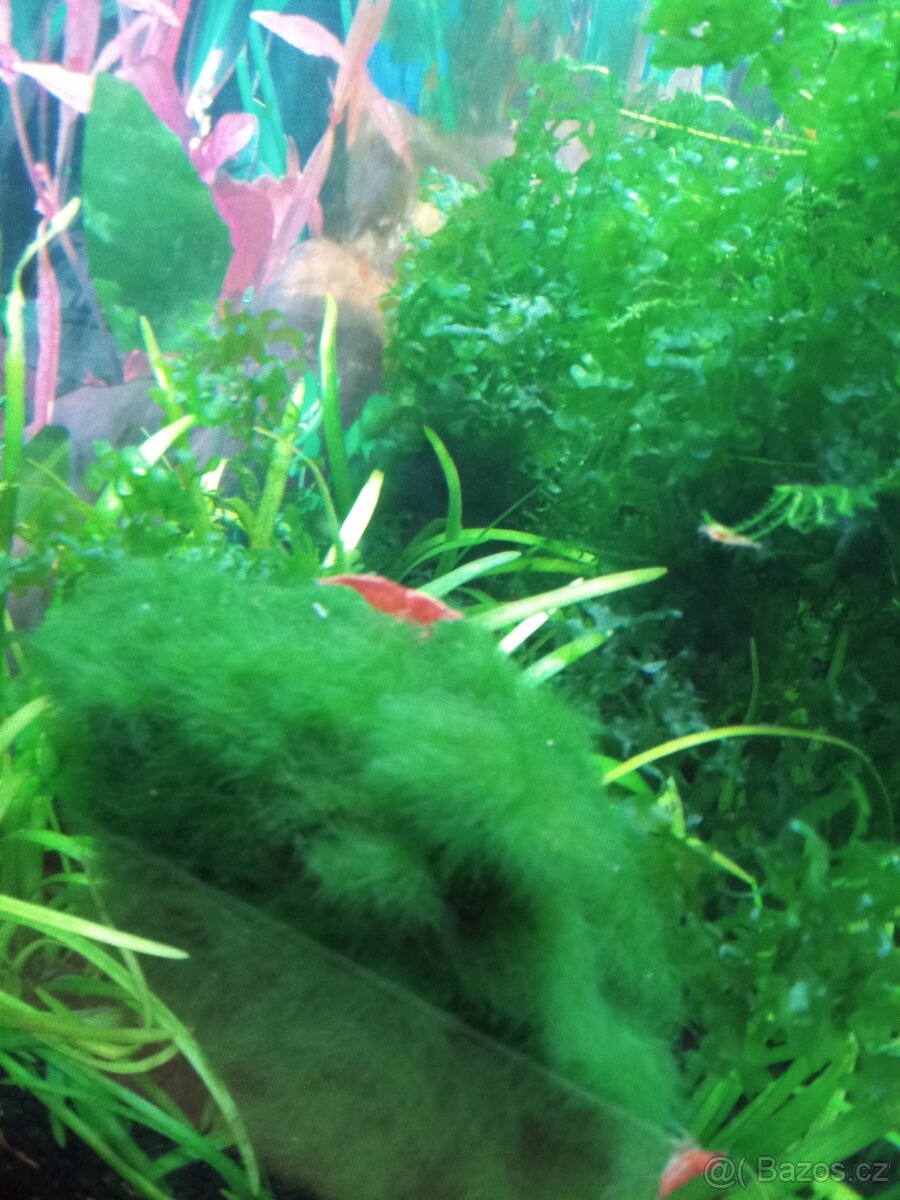 Krevety červené a krab Mekong - 4