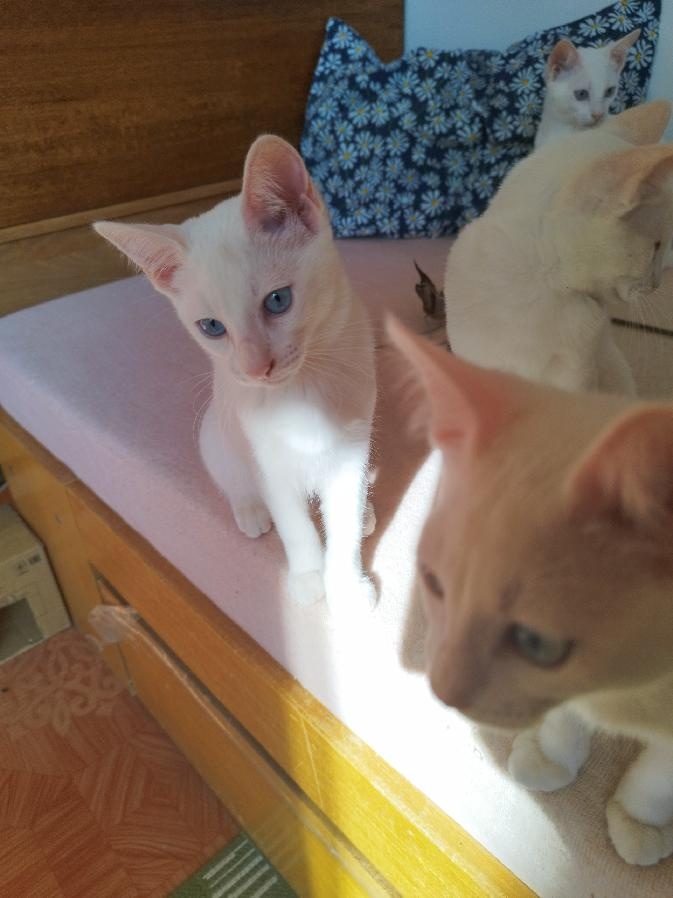 Předu, pletu, háčkuju - 4