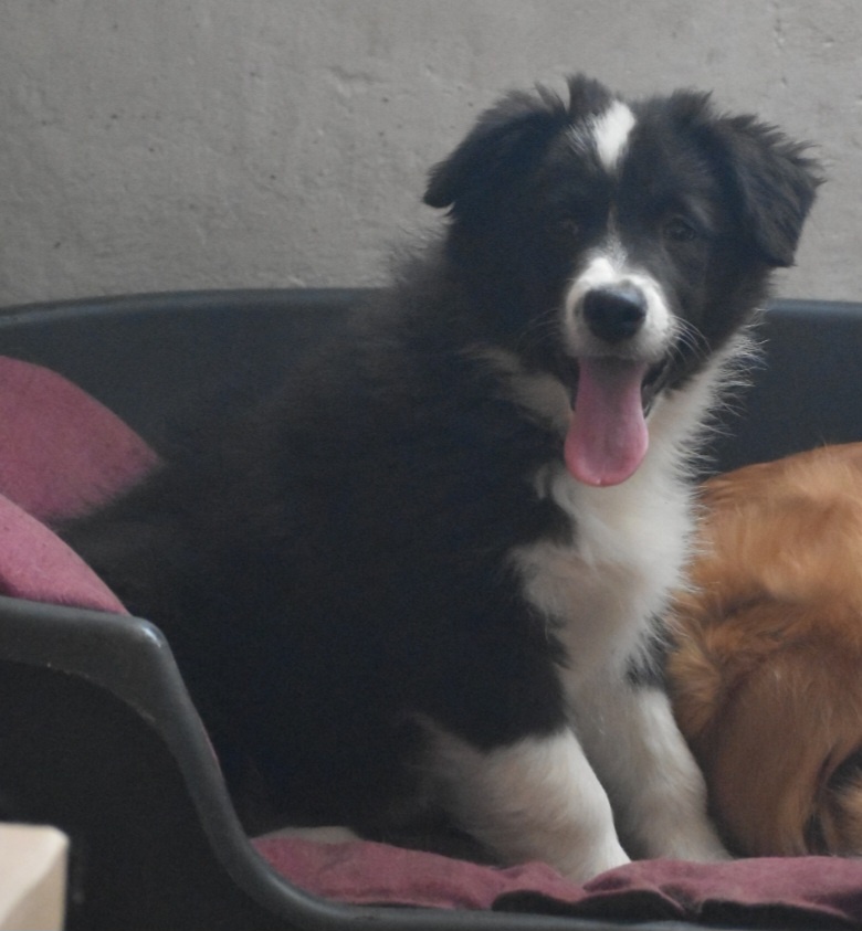 Border kolie s PP - 4