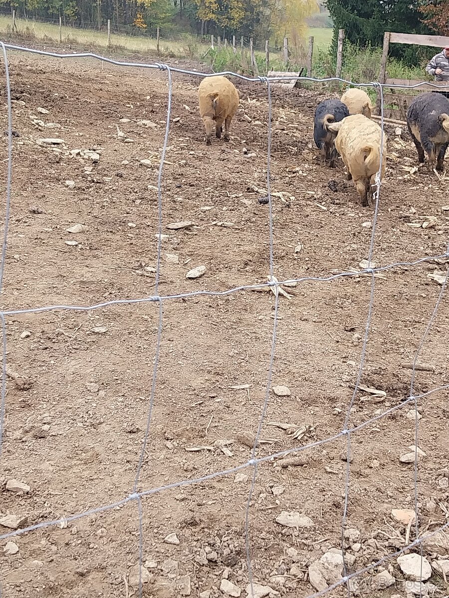 MANGALICE selata - 4