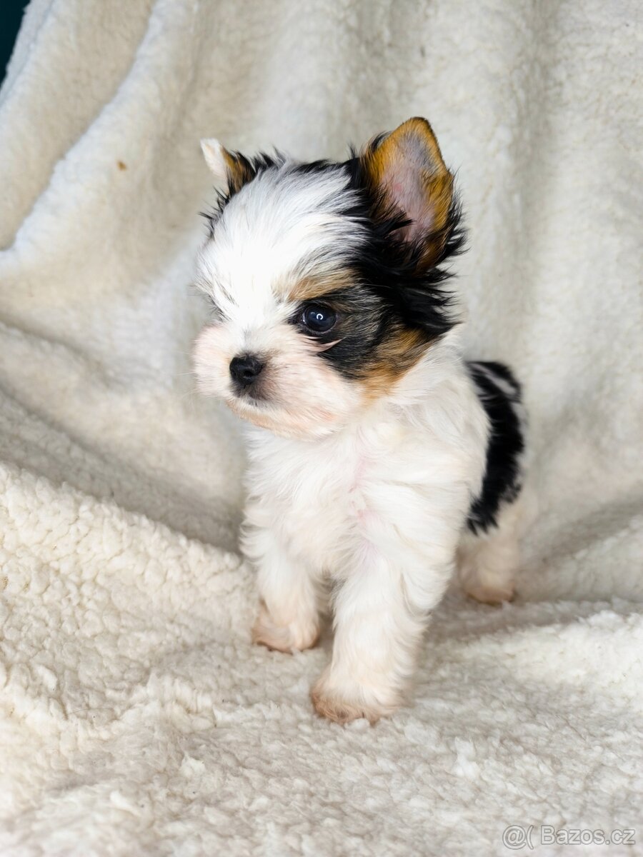 Biewer Yorkshire teriér FCI - 4