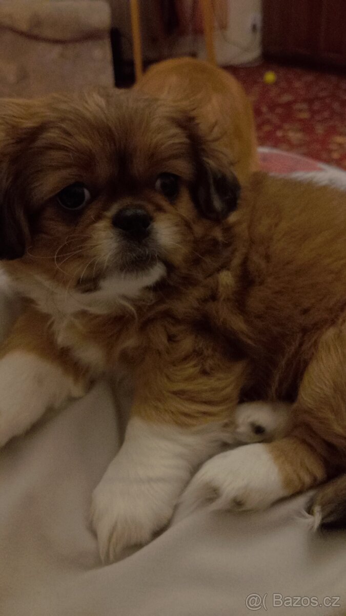 Pekinez Štěňata - 4