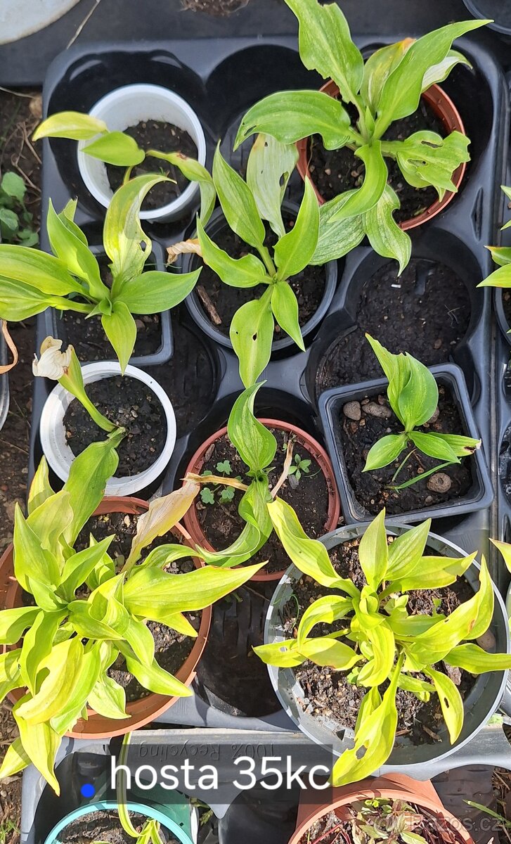 Sazenice hosta - 4