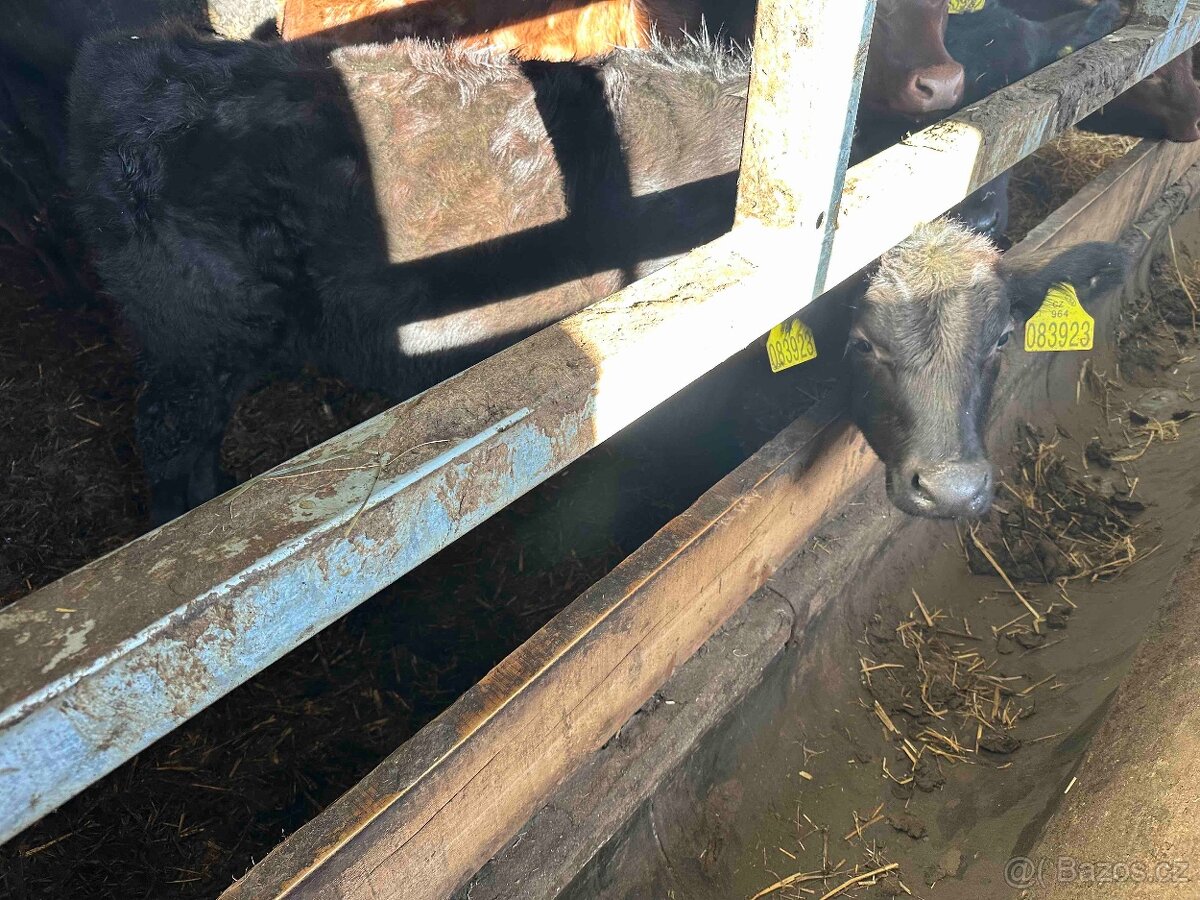 Zástav skot - Jalovice - Aberdeen Angus - 100% čisté - 4