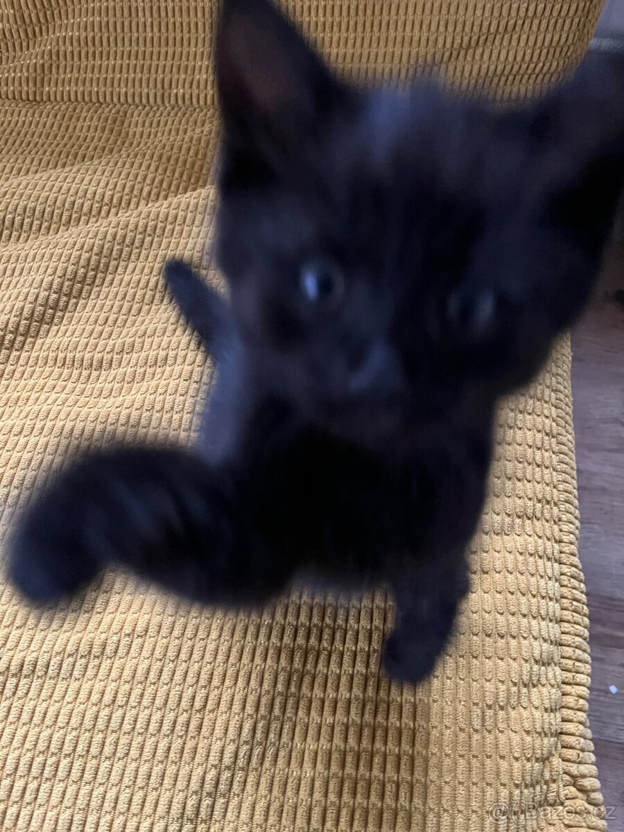 Poloperske kotatko černé - 4