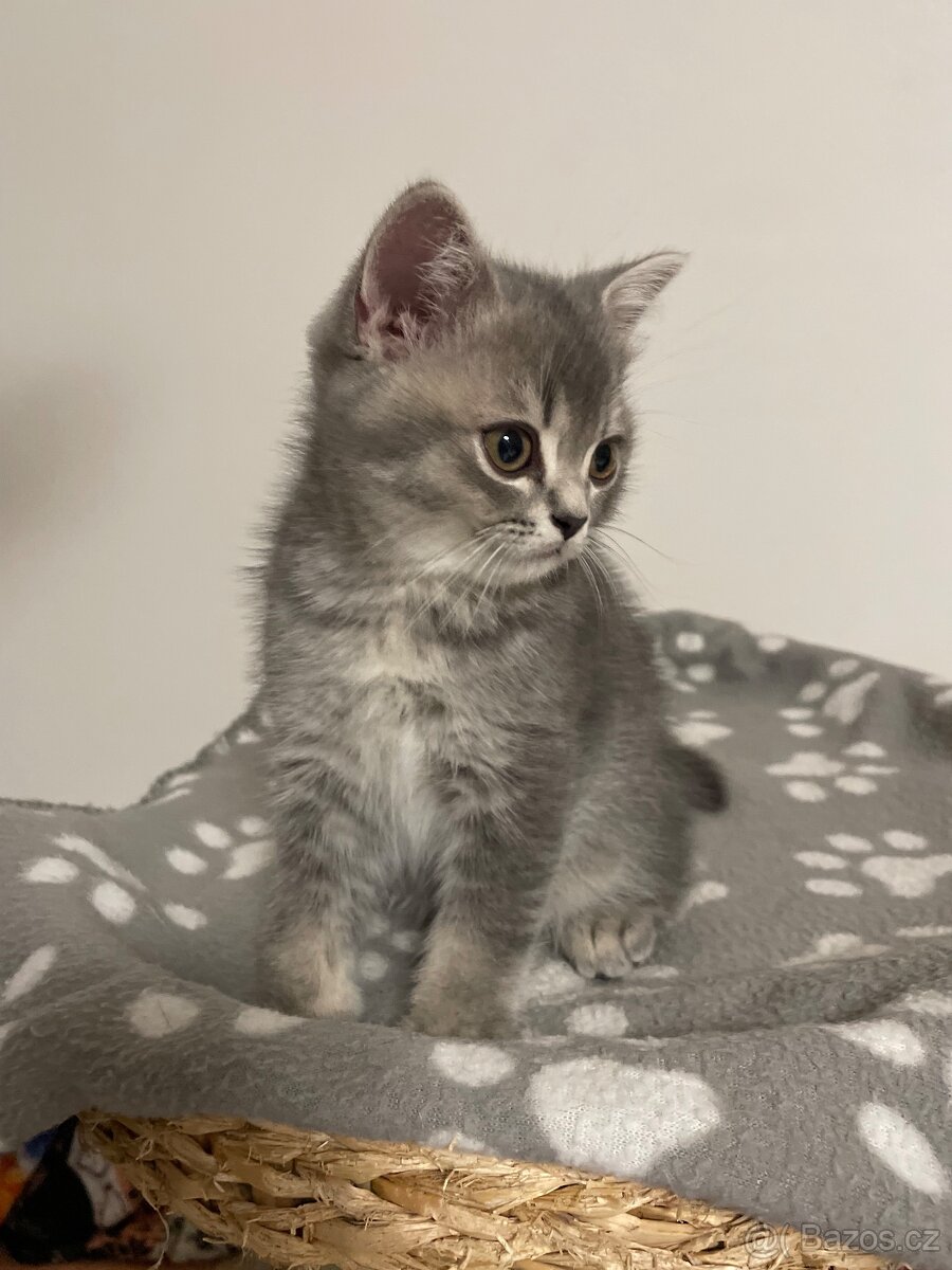 koťátko bez PP (kocourek tmavý) - 4
