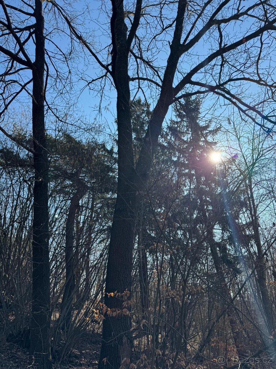 Prodám lesní pozemek v k.ú. Mrákotín u Telče, p.č. 1984 - 4