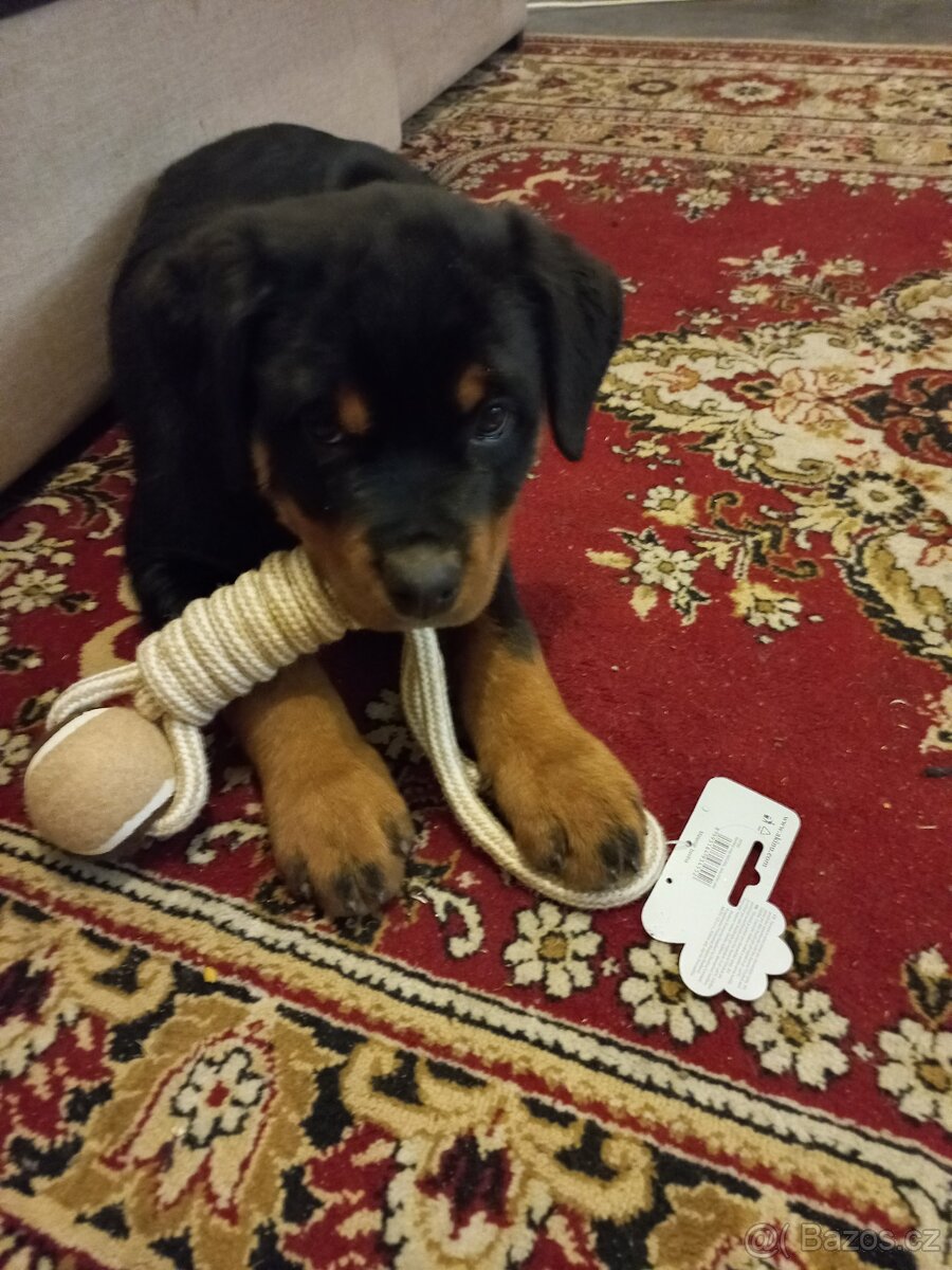 Nabízím rotvajler štěňátka - 4