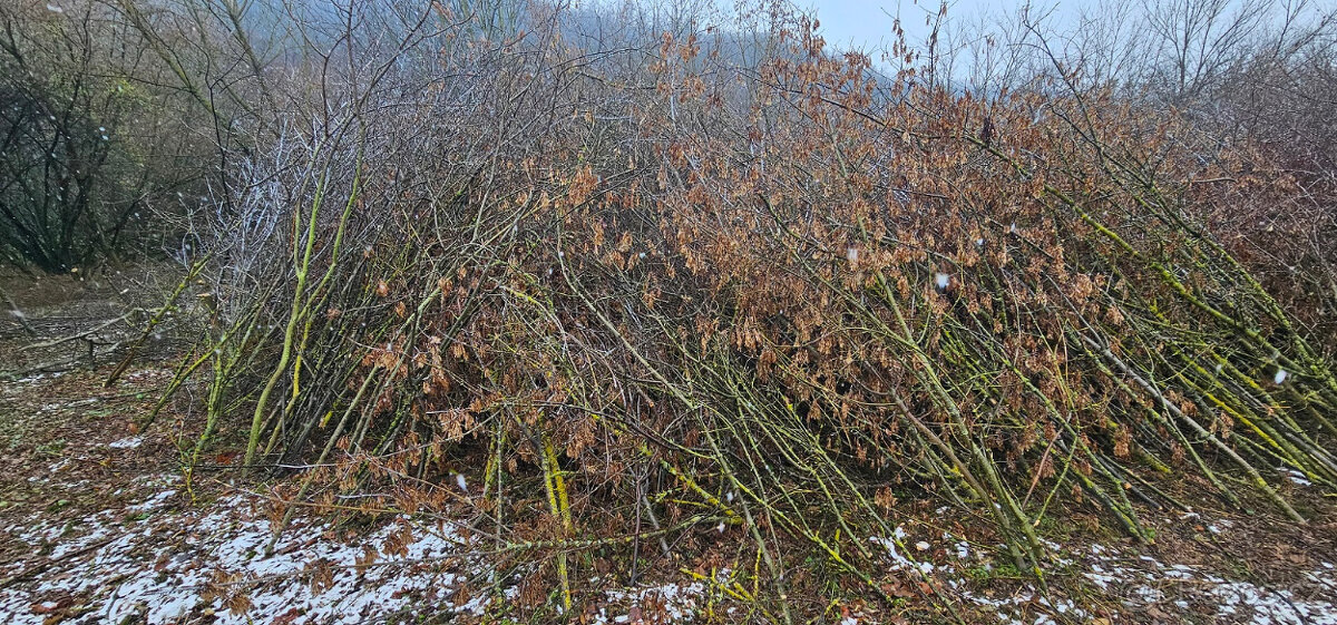 Větve / klestí na štěpku / mulč - 4