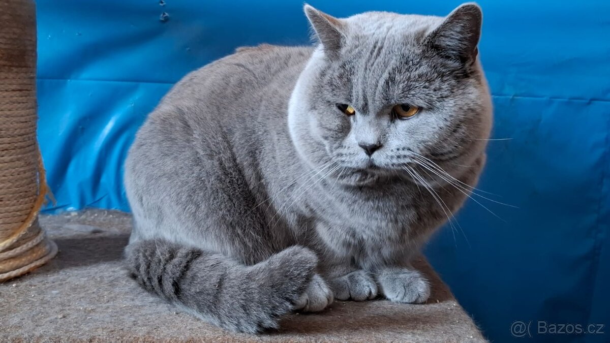 Britský kocour ke krytí s PP - 4
