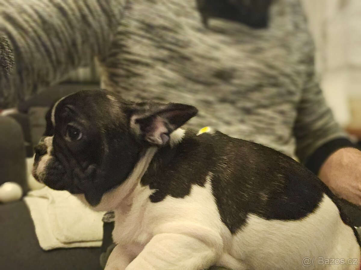 Francouzský buldoček - 4