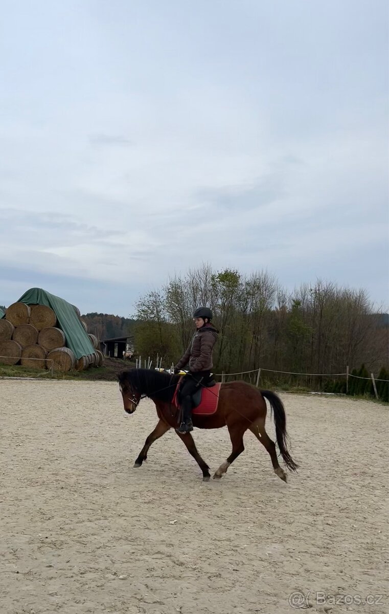 Klisna Welsh Pony - 4