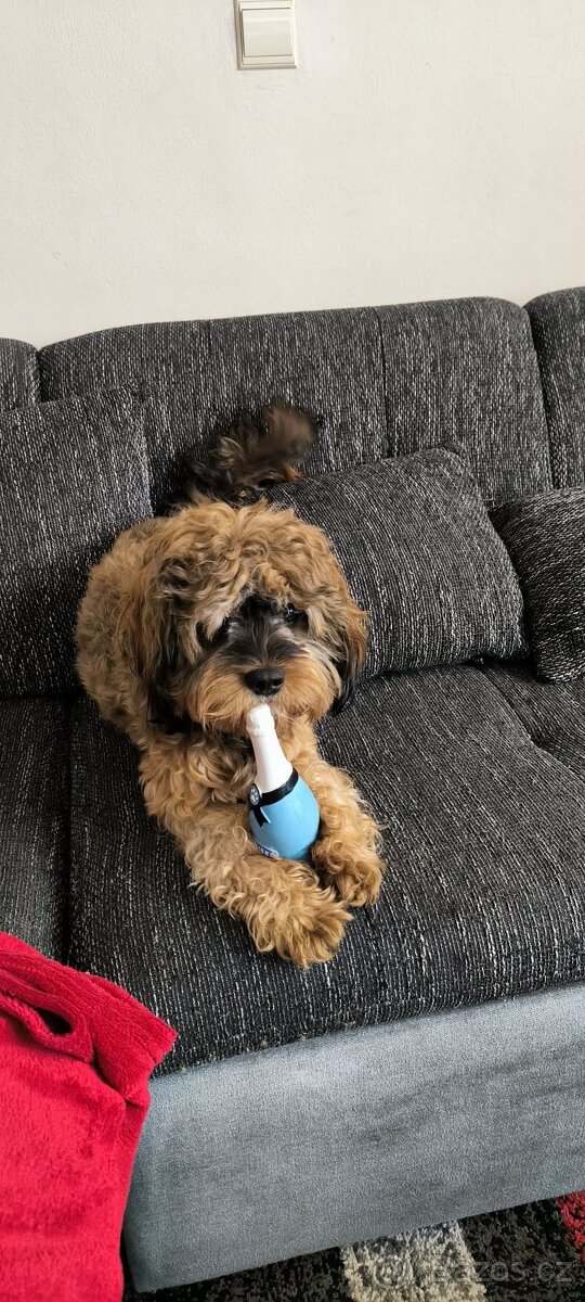 Cavapoo - pes ke krytí - 4