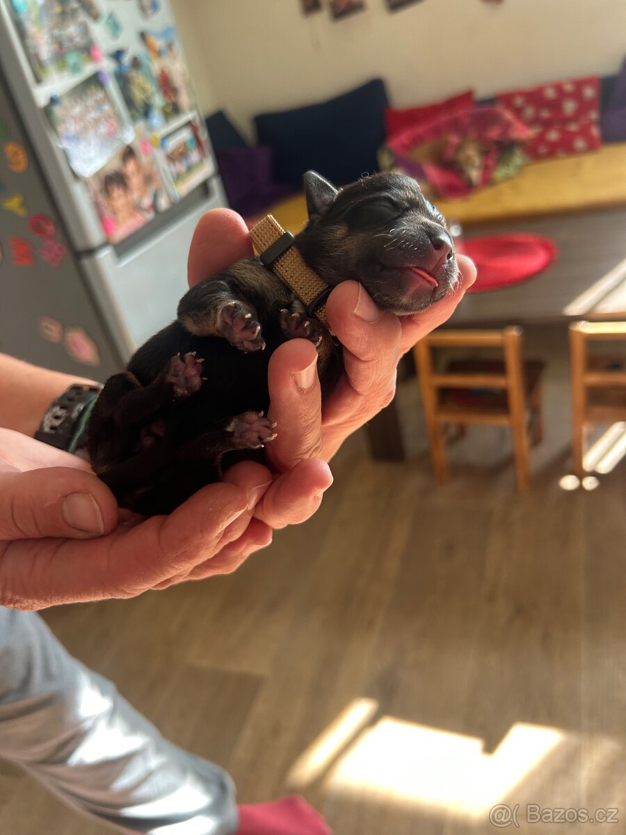Štěňata křížence - 4