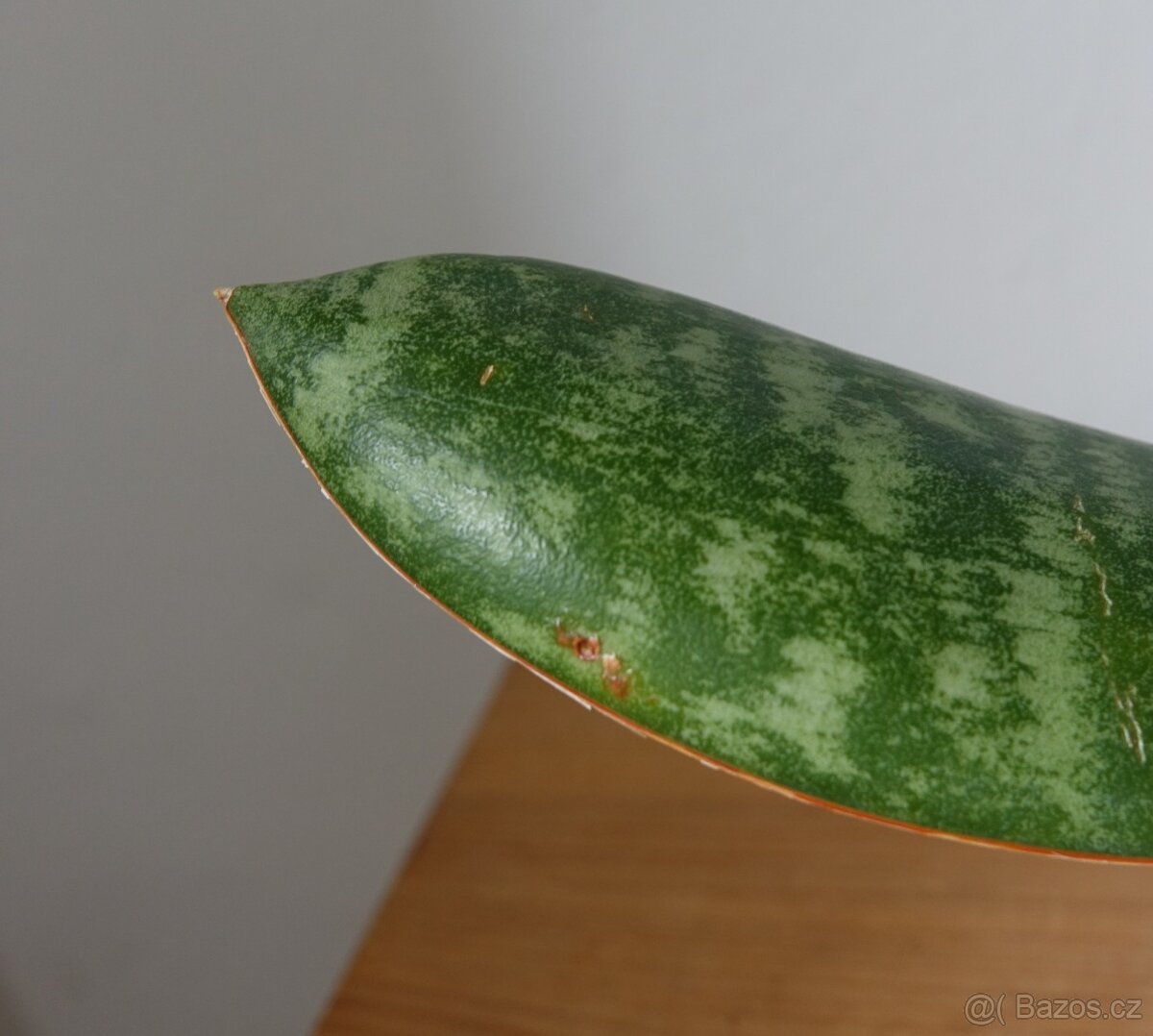 Tchynin jazyk, Sansevieria - 4