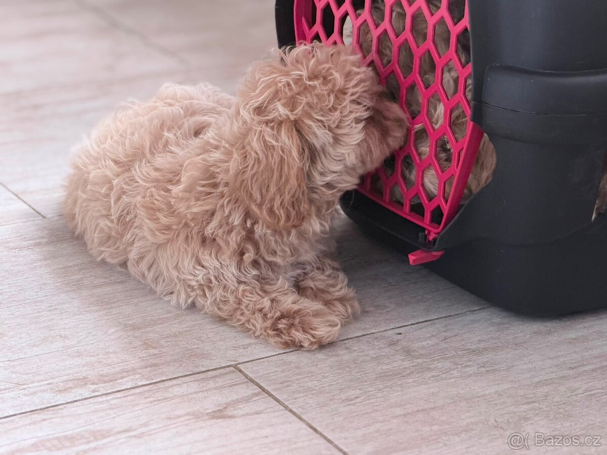 Maltipoo - 4