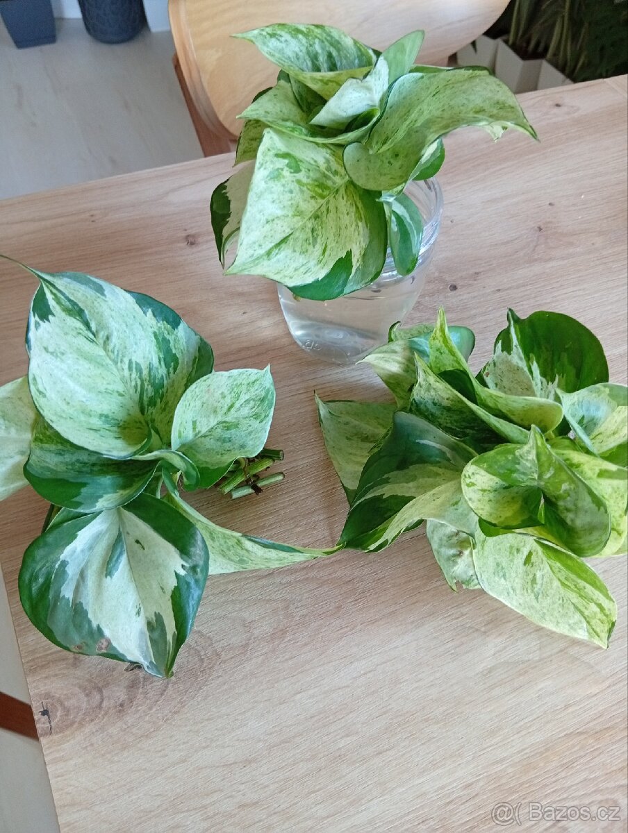Epipremnum Manjula - 4