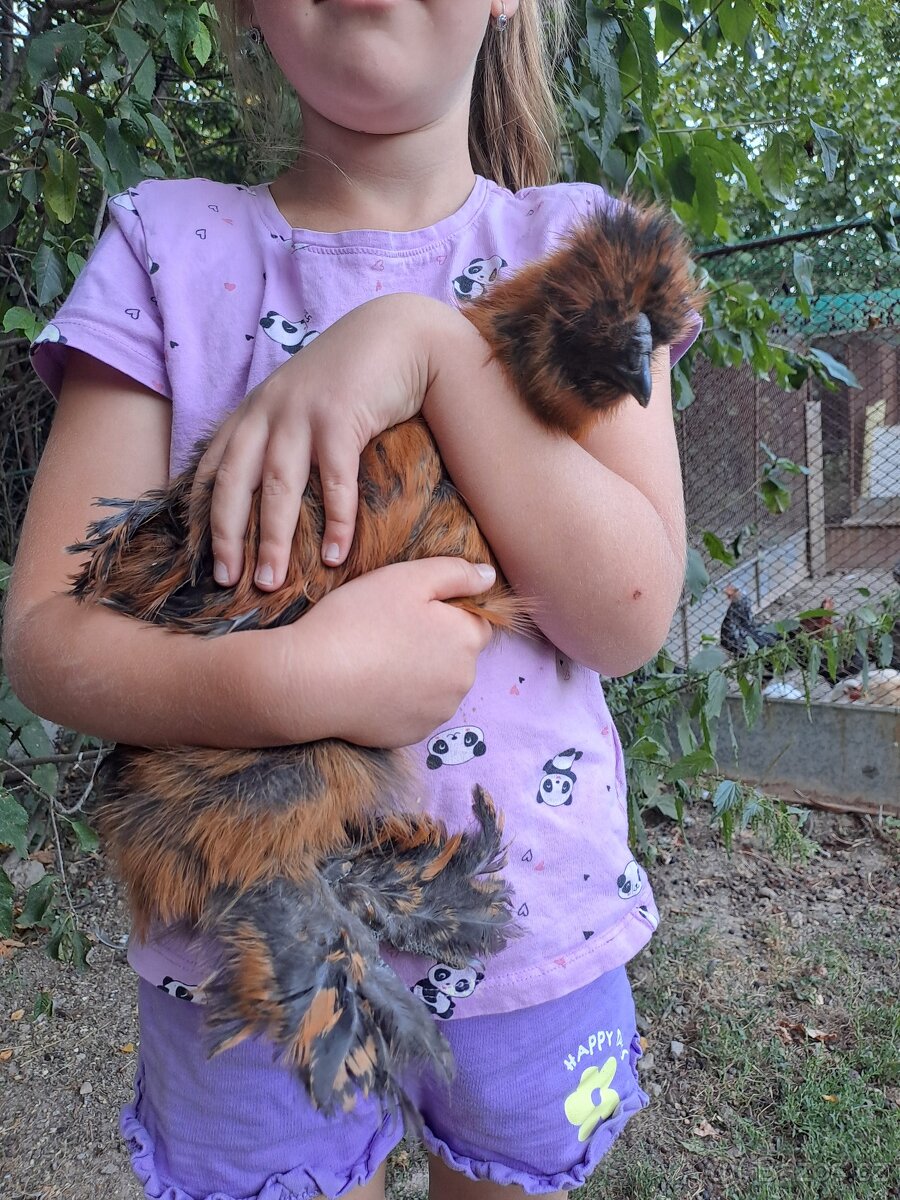 Hedvabnicka kohoutci - 4