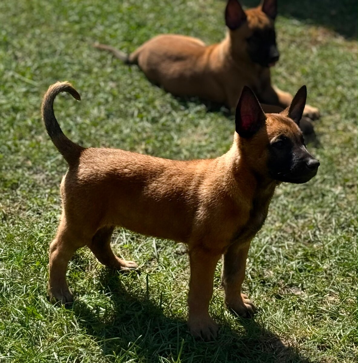 Belgický ovčák Malinois s PP - 4