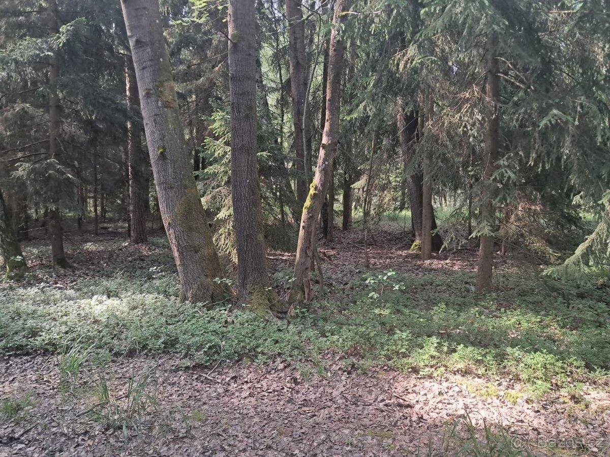 prodám les-REZERVACE - 4