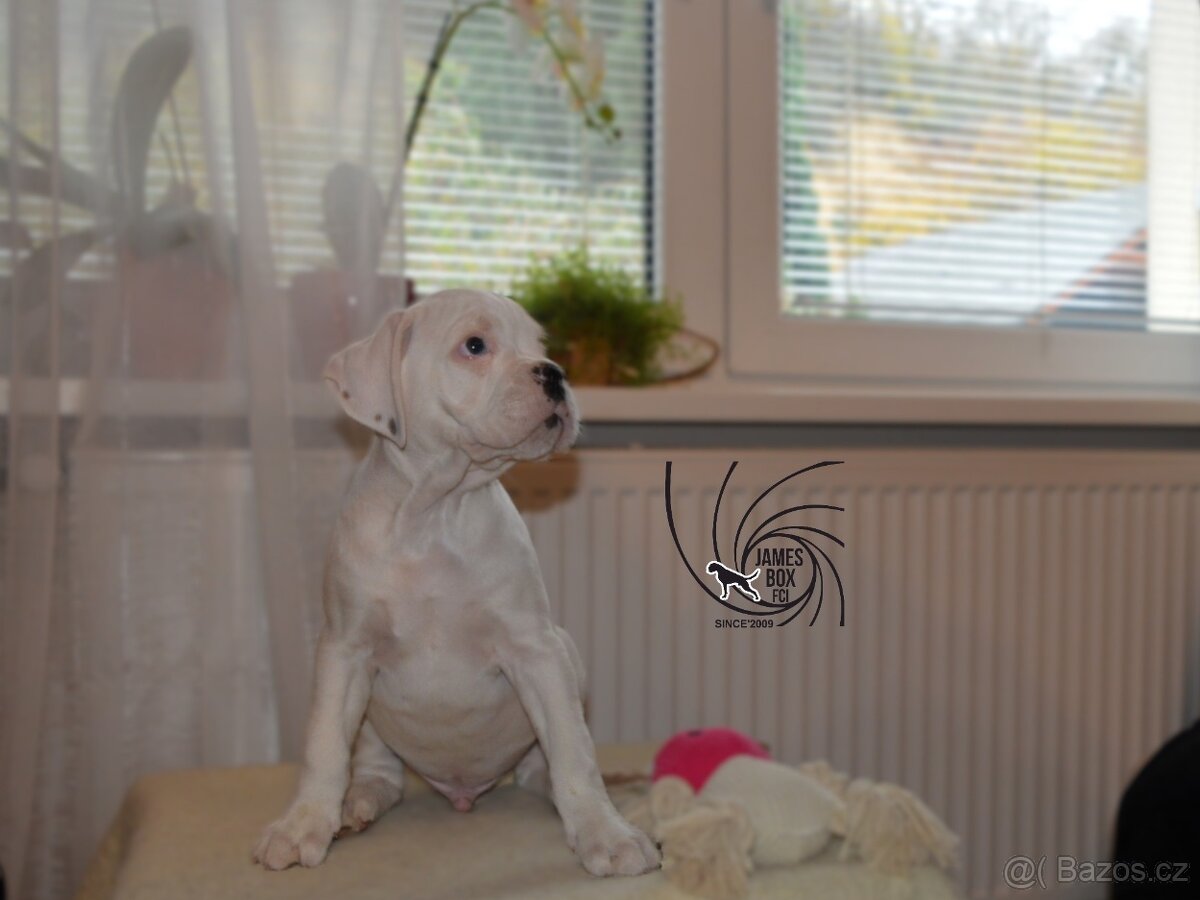 Nemecký boxer- bielý psík s PP - 4