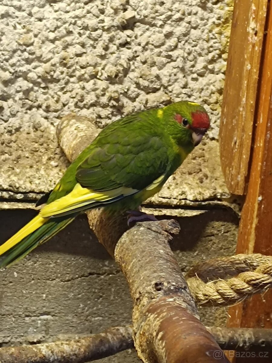 Kakariky rudočelý - 4