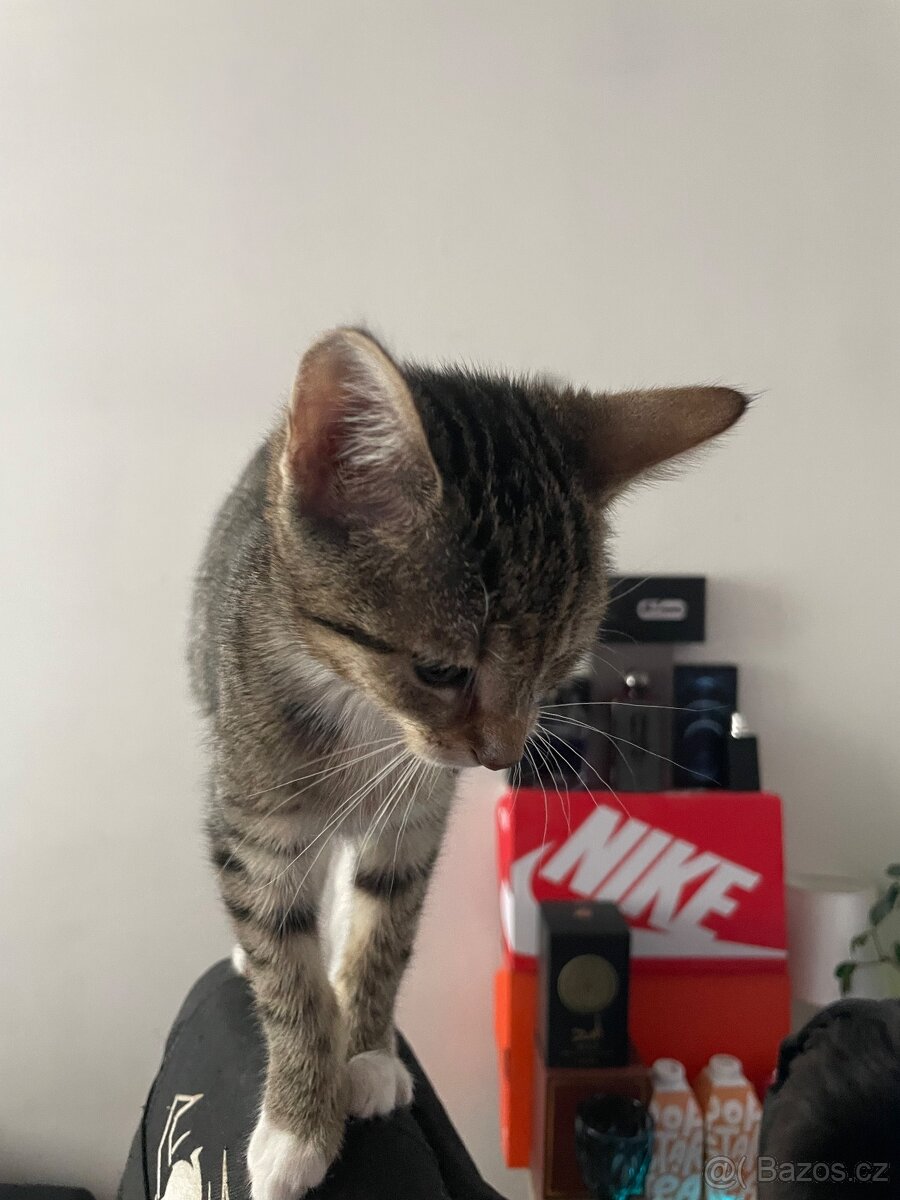 Koťátka zdarma - 4