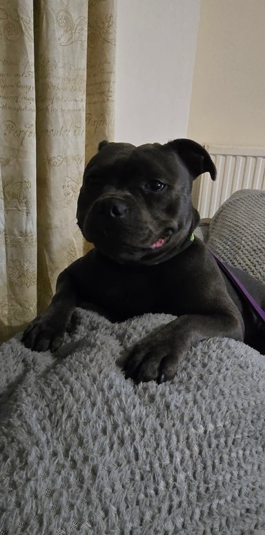 Stafordšírský bulteriér - 4