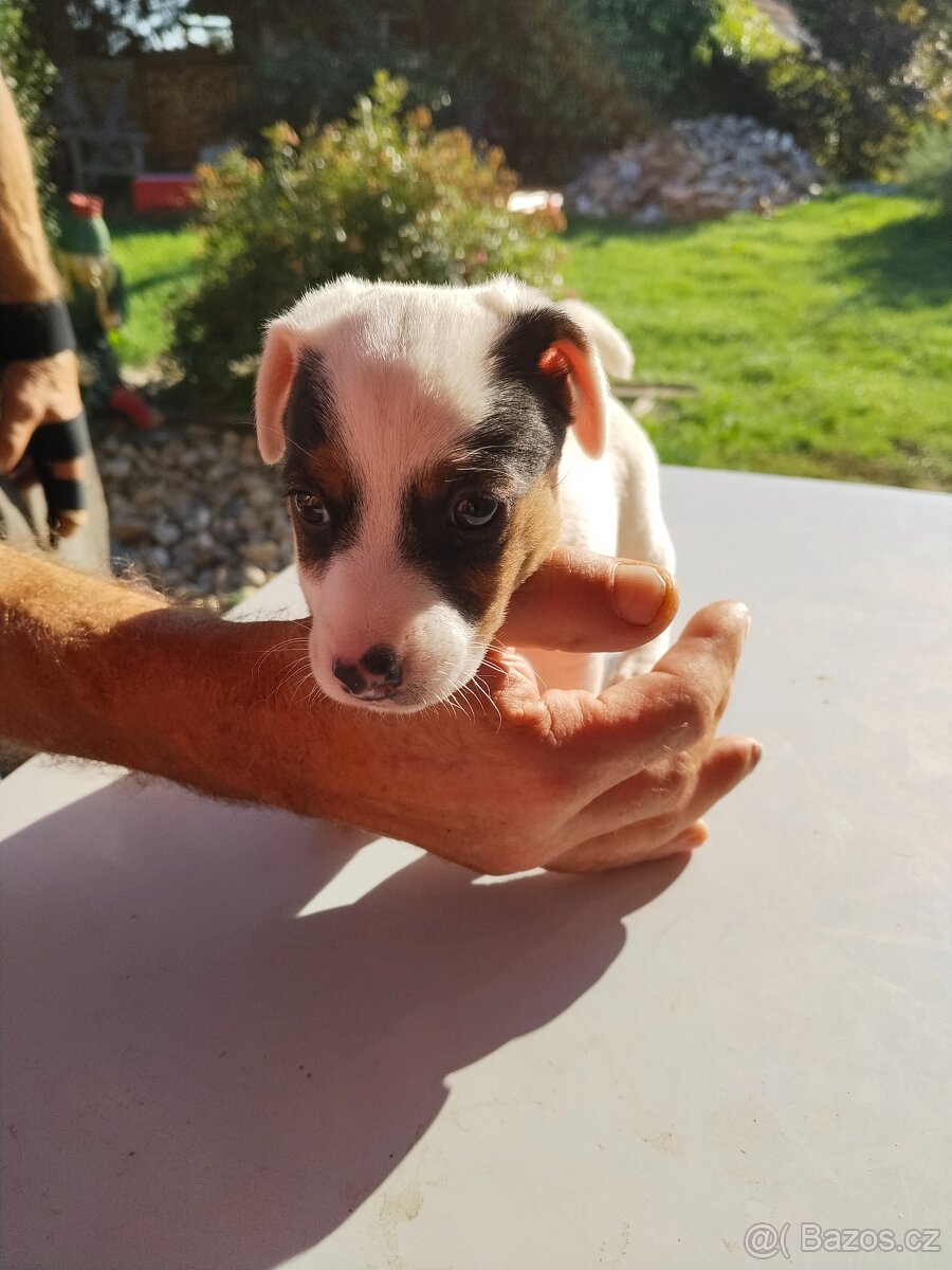Jack Russell teriér - 4
