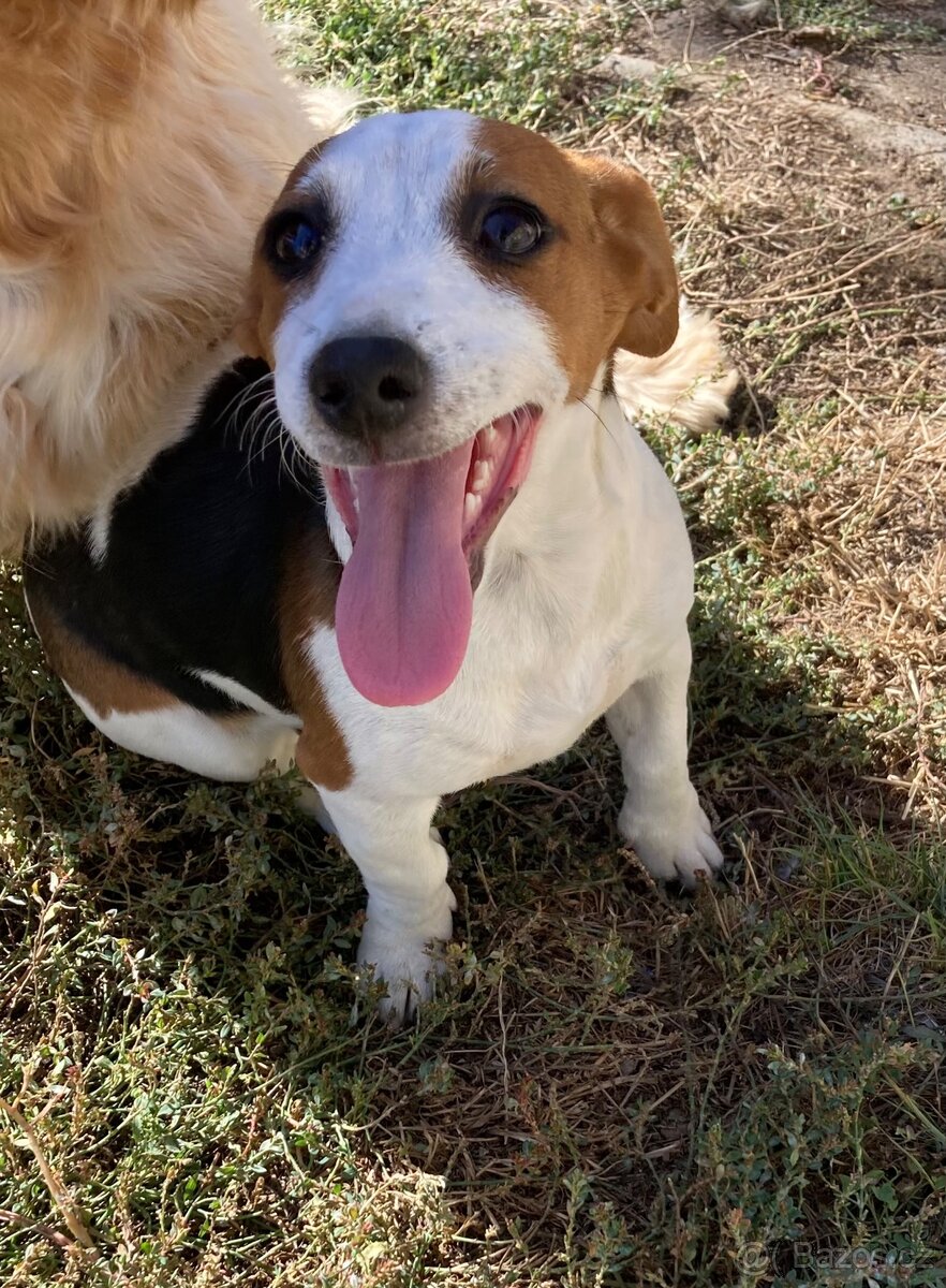 Jack Russel terier - 4