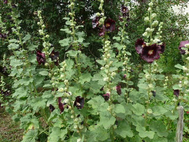 semena TOPOLOVKY - 3 barvy - 4