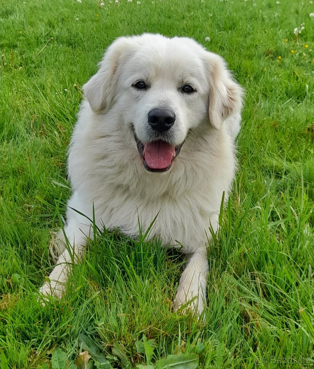 Slovenský Čuvač - 4