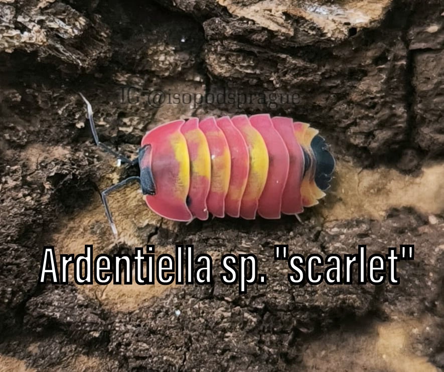 Isopody, chvostoskoci, mnohonožky, burzy, posílám - 4