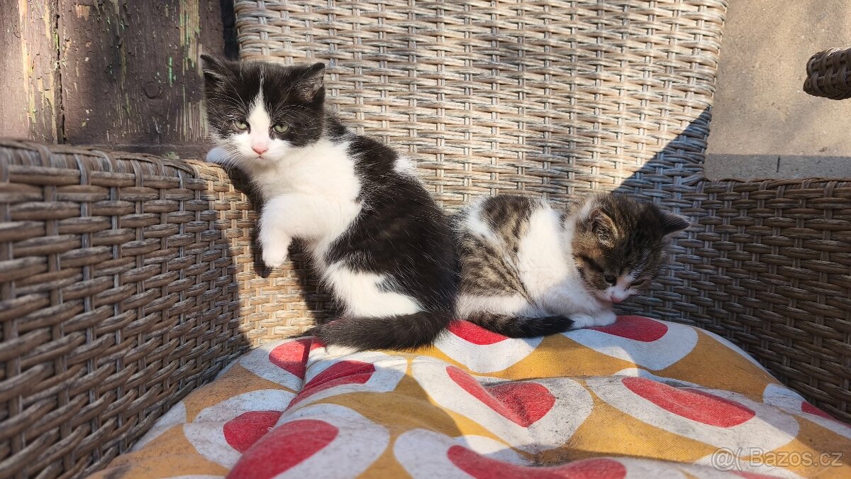 Daruji koťátko - 4
