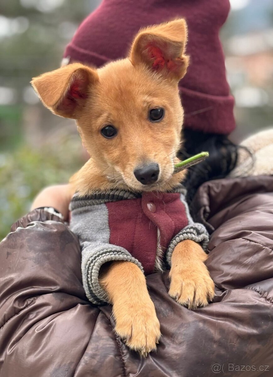 IGOREK - štěně, psíček 3 měsíce - 4