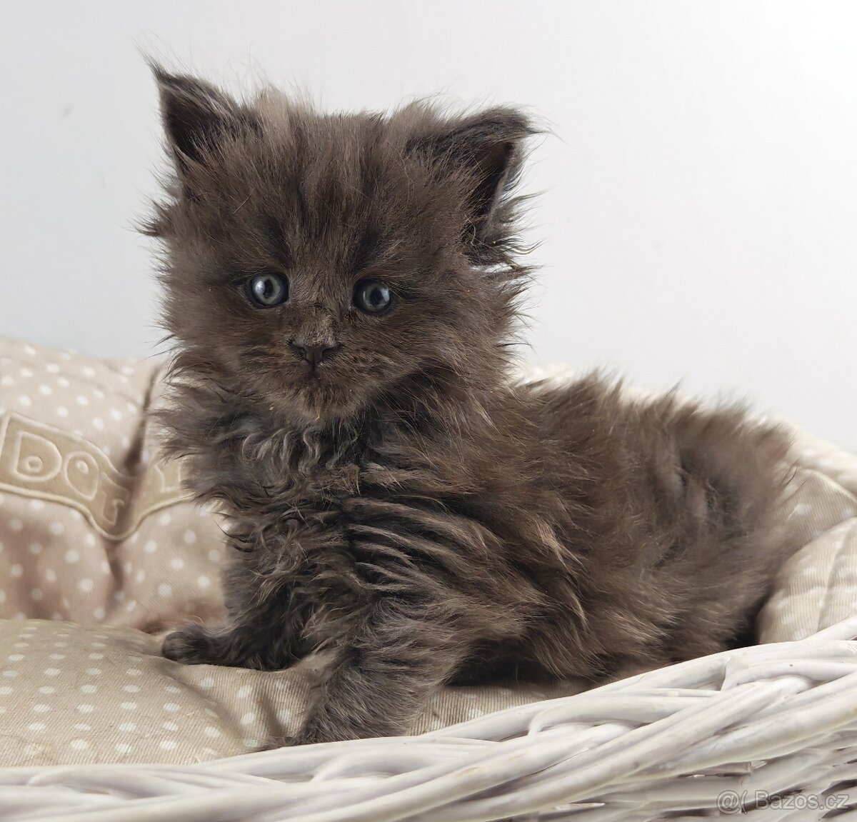 Mainská mývalí koťátka s PP - 4