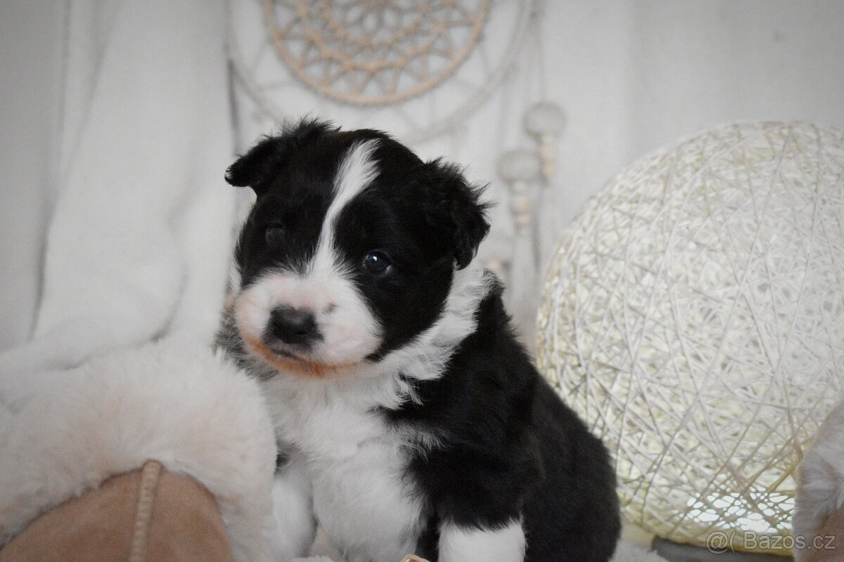 Border kolie s PP - 4