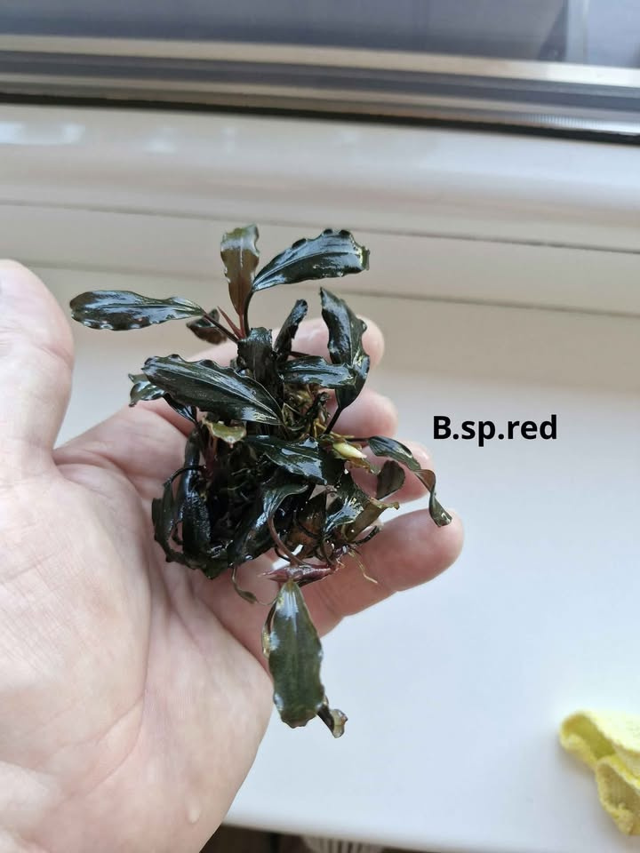 Becephalandra Dark blue,sp Red,Green broad leaf - 4