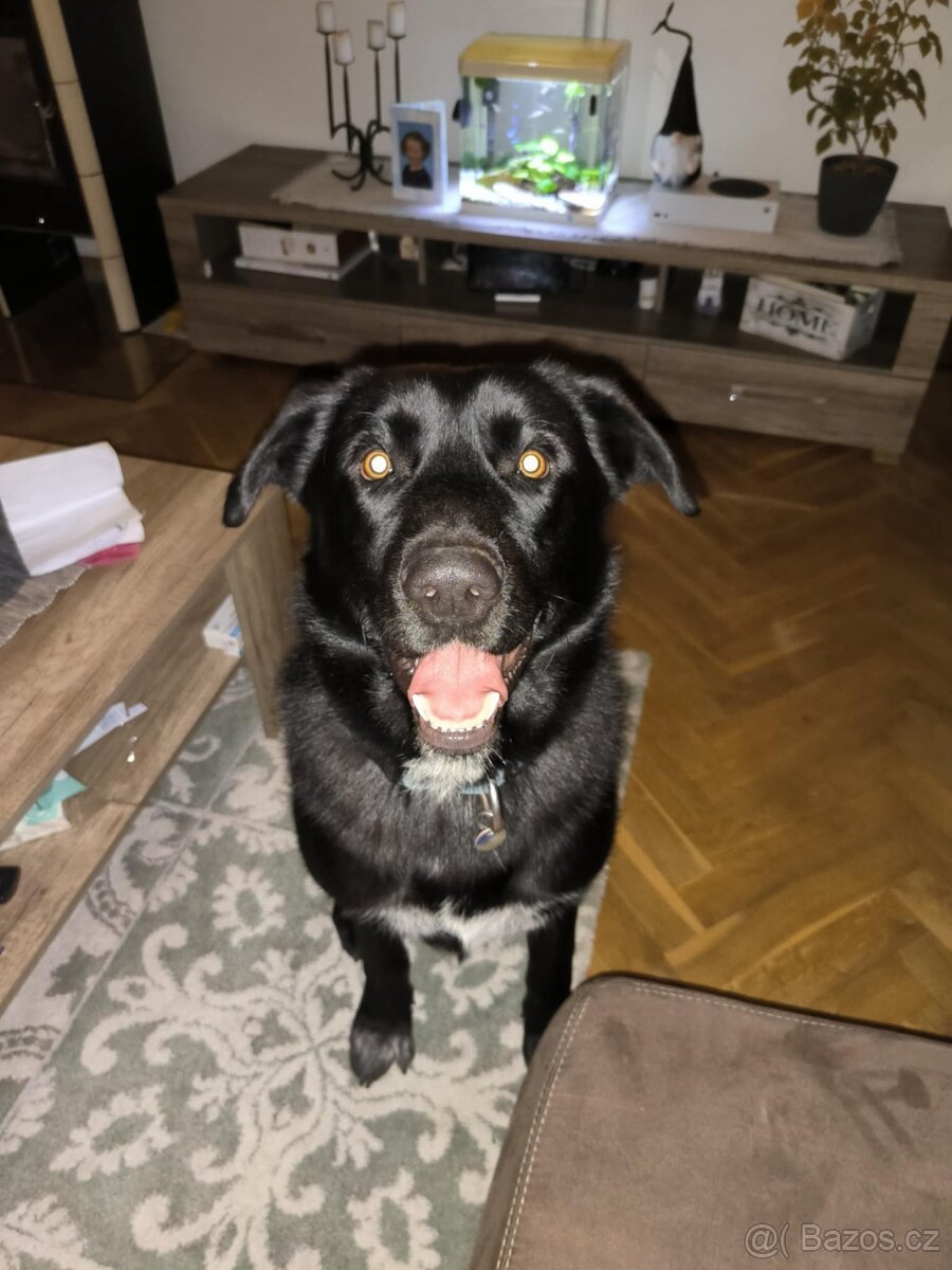 Daruji 2 roky starého pejska - 4