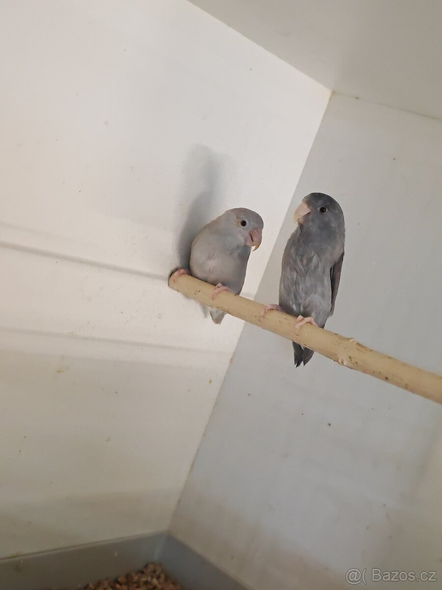 Papoušíček šedokřídlý pár - 4