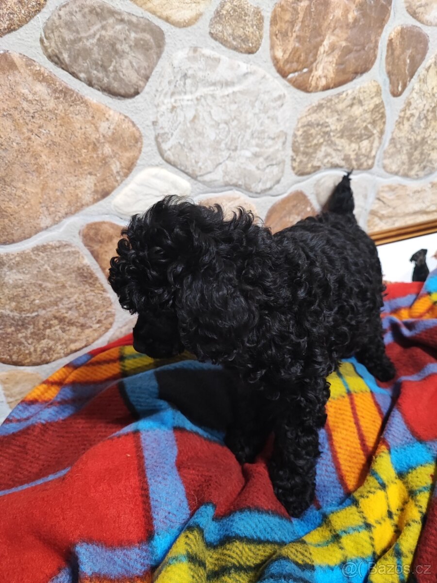 Pudl trpasličí černý a černobílý s P.P. - 4