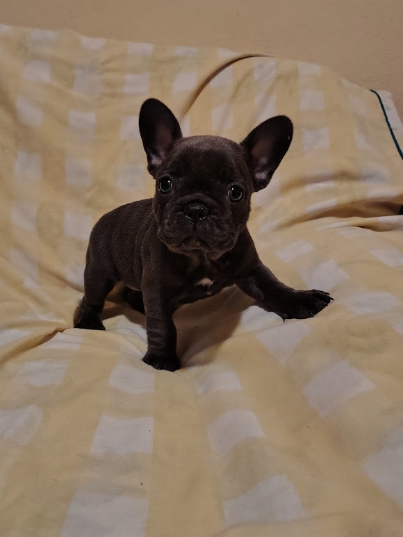 Francoúzsky buldoček - 4