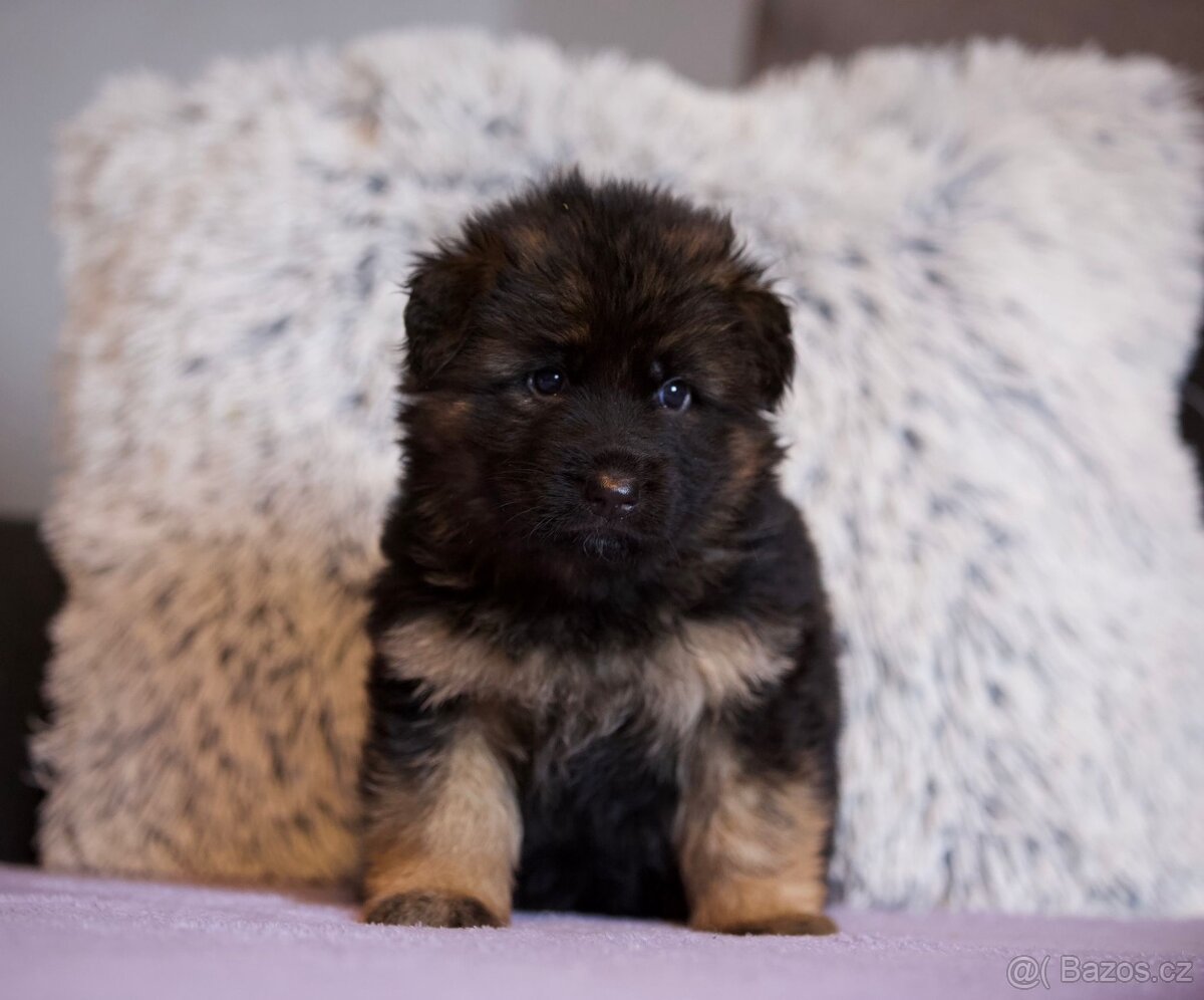 Německý ovčák štěňata - 4