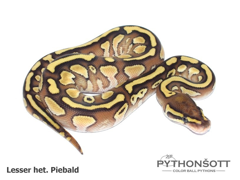 Mláďata Krajty královské - Python regius - 4