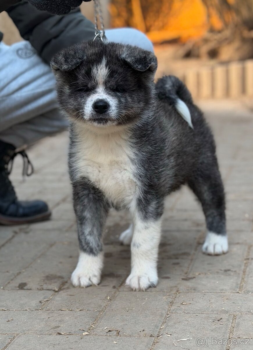 Akita Inu s průkazem původu (PP) - 4