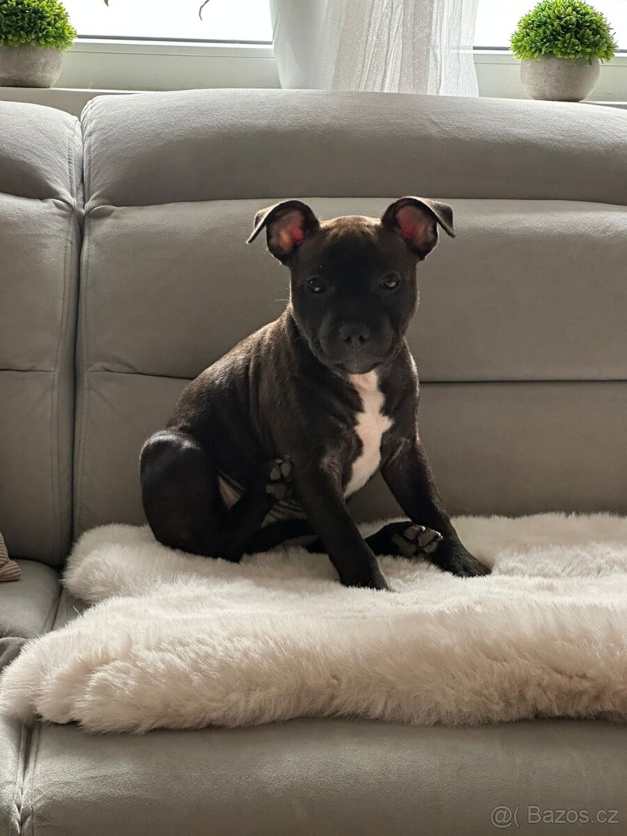 Stafordšírský bulteriér - 4